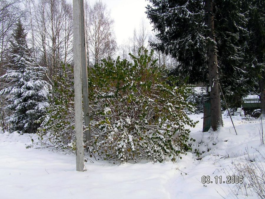 Россия - Ленинградская область. Фото №6