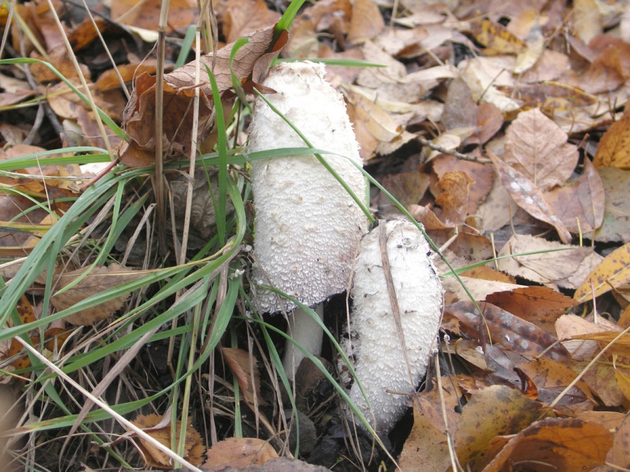 Россия - Междуреченск. Фото №19