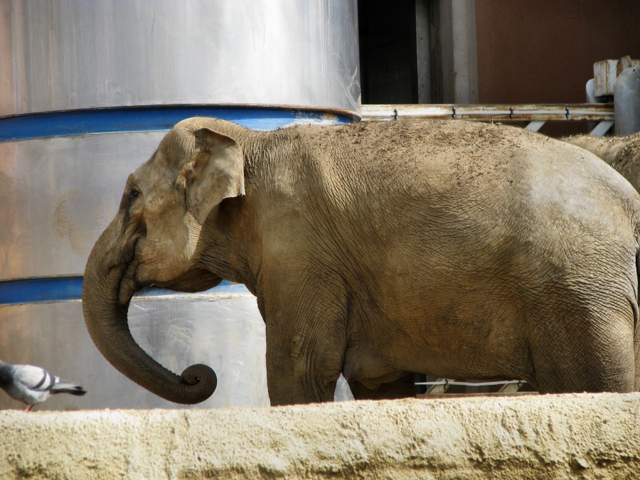 Слоник без рекламы. Слон в Москве. Самый большой слон в Москве. Слон во дворе Москва. Слон и моська.