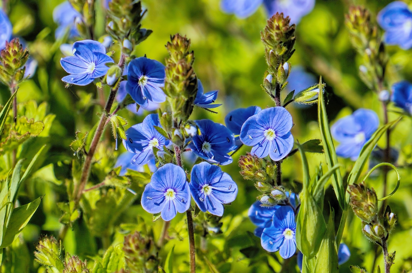Синий цветок на лугу