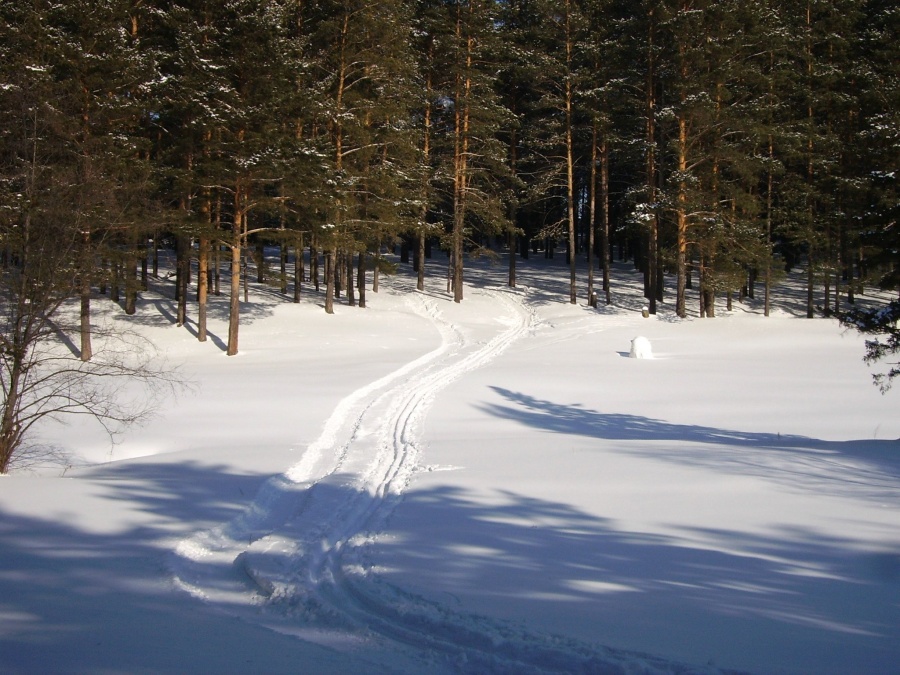 Лыжня в заснеженном лесу