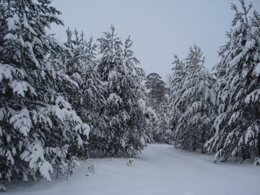 Покачи. прохладно но красиво Россия - Покачи. Фото №19