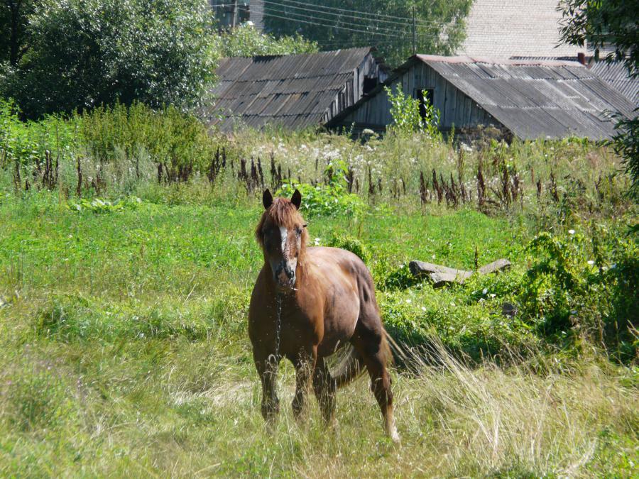 Россия - Понизовье. Фото №9