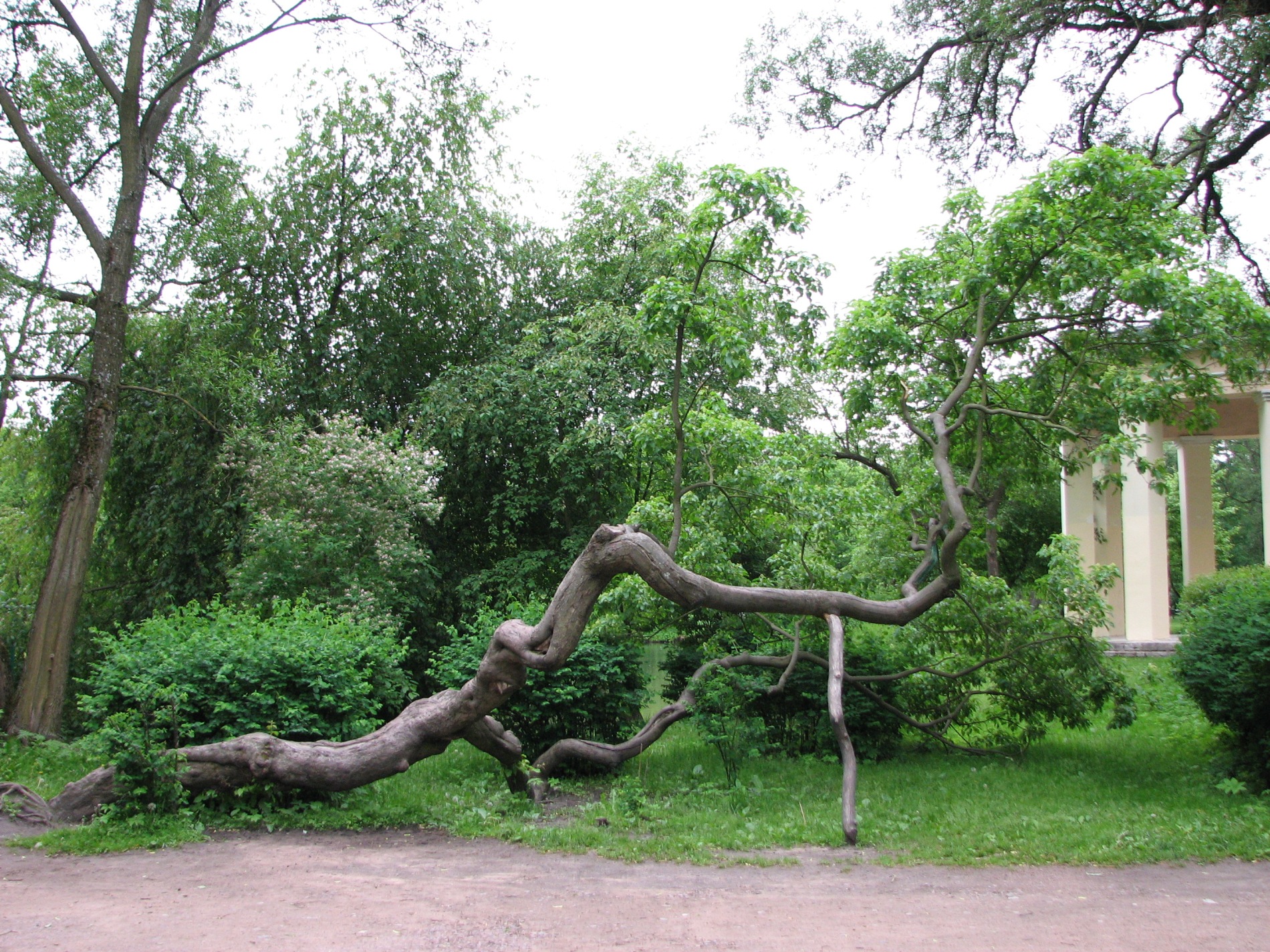 Кривые деревья в Питере