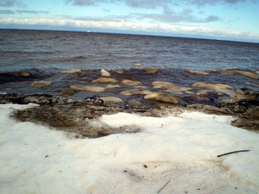 Рыба финского залива фото