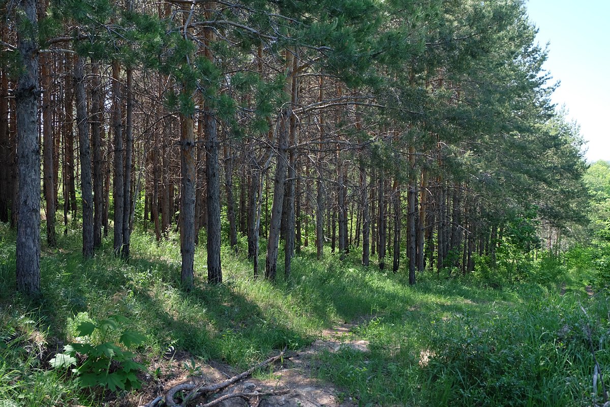 Россия - Самарская Лука. Фото №33