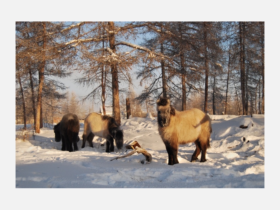 Россия - Сасыр. Фото №20