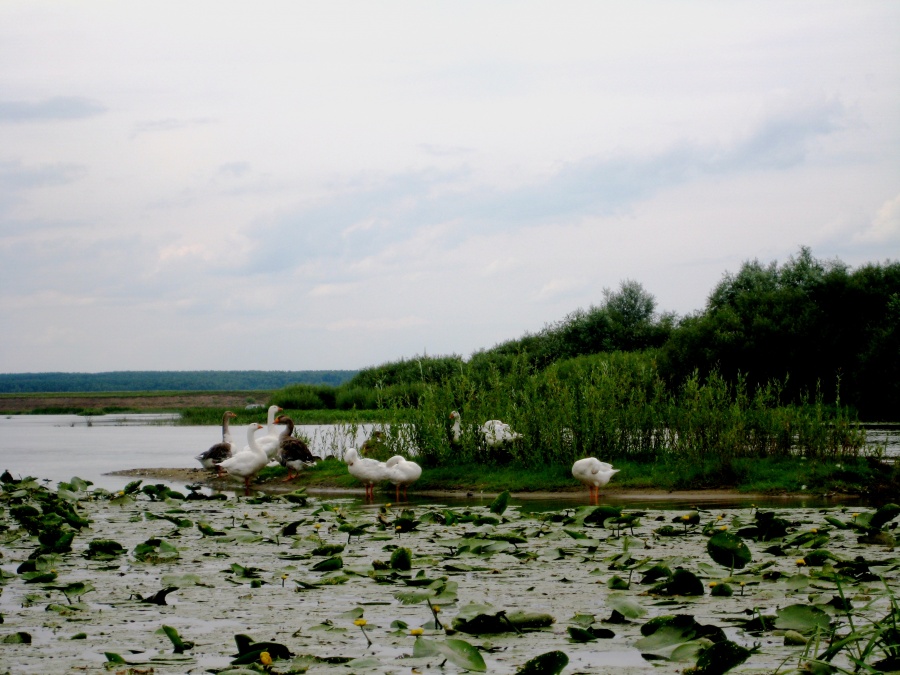 Река мокша в мордовии фото