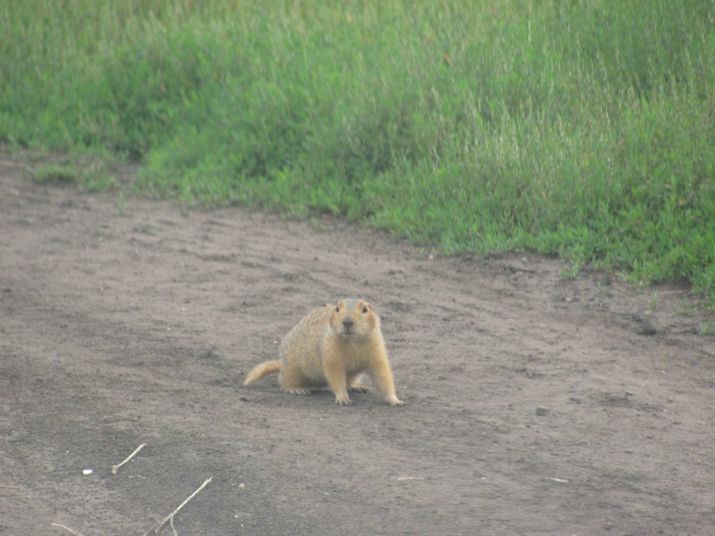 Россия - Шадринск. Фото №2