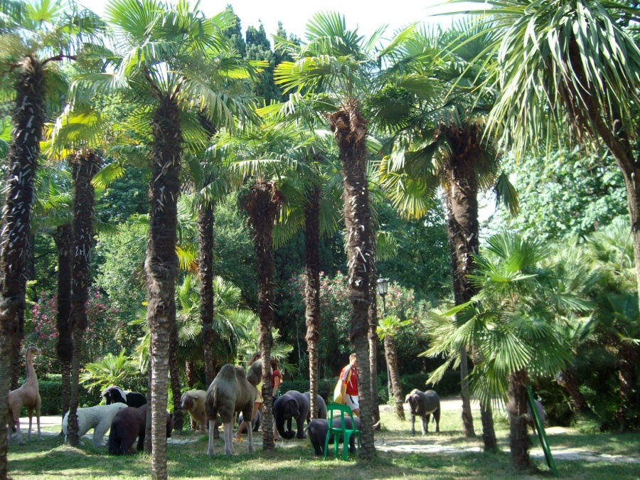Лазаревское дом пальма. Лазаревское пальмы. Лазаревское парк. Лазаревское пальмы есть. Виды пальм в Сочи.