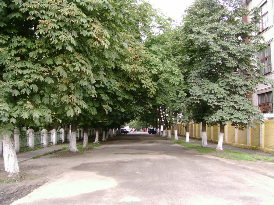 Каштановая аллея городская больница. Парк в Стародубе Брянской области. Аллея Каштановая аллея. Парк рубца Стародуб. Аллея каштанов Полтава.