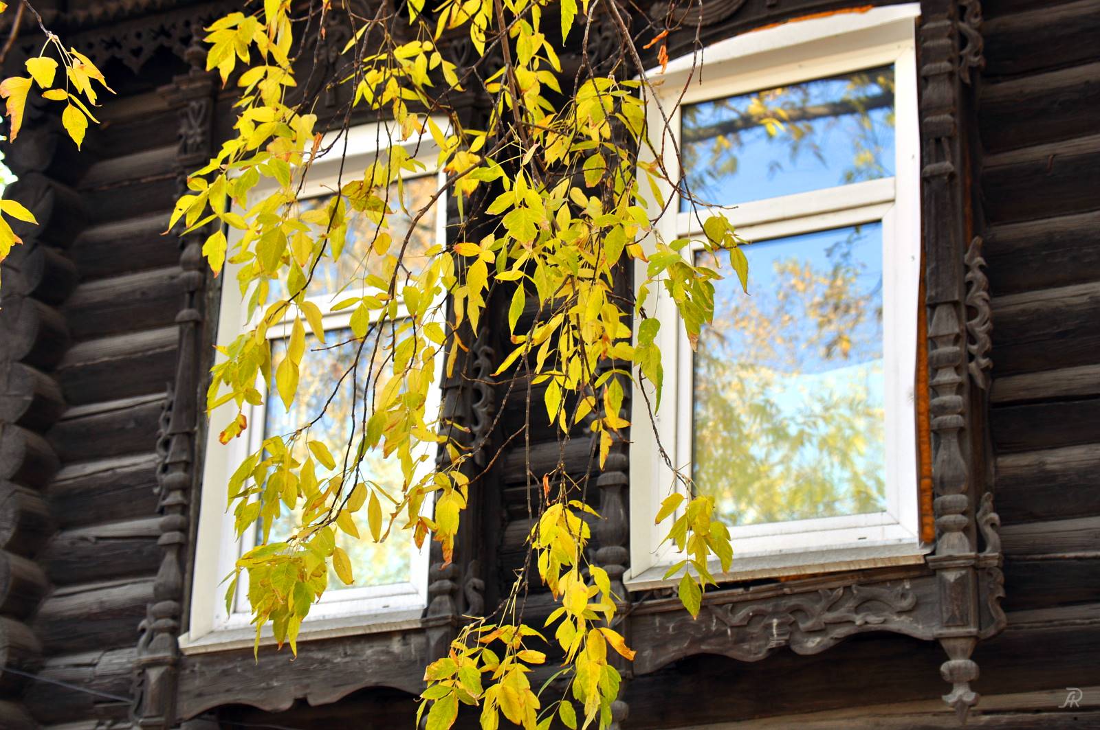 Ветка стучит в окно. Береза у окна. Осень стучится в окно. Ветки деревьев на окно. Дерево перед окном.
