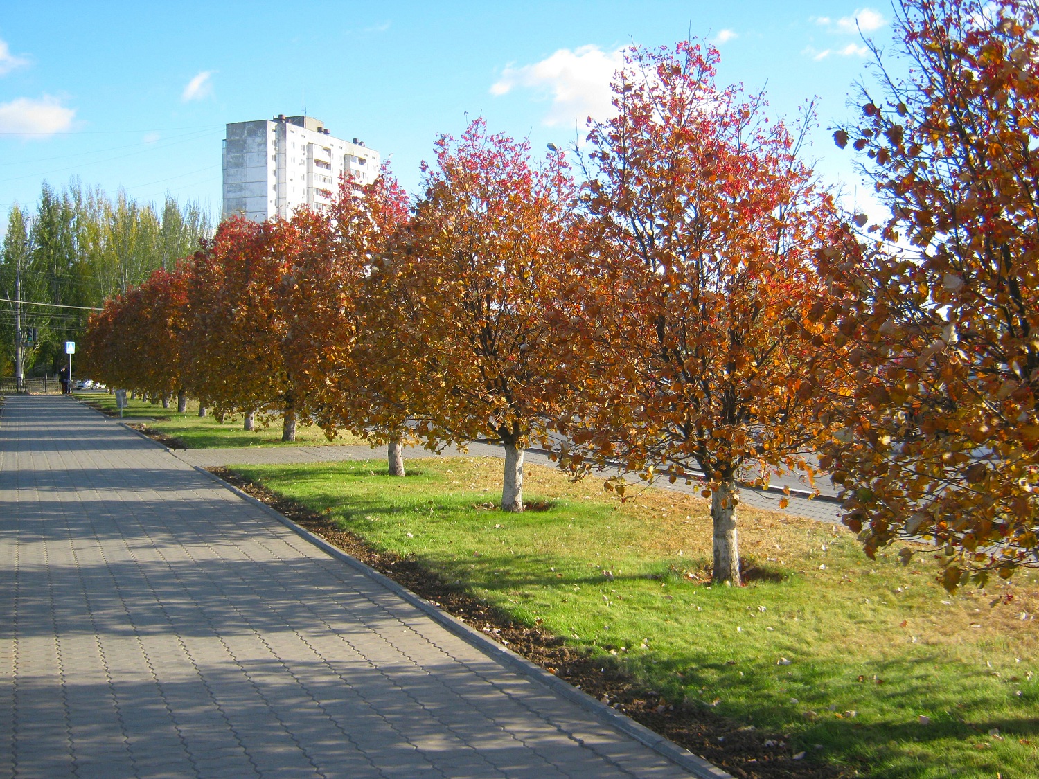 Осенний парк в Волгограде