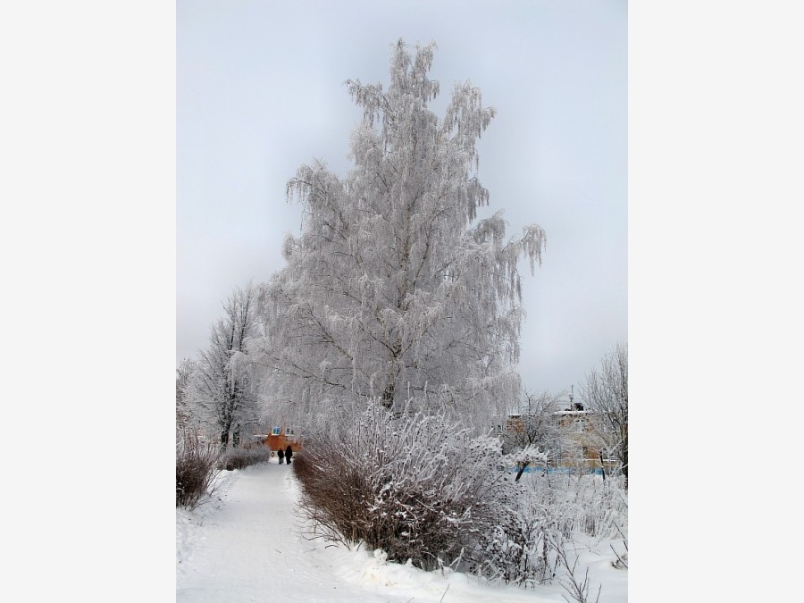 ...красавица березка... - Воскресенск, Россия - Фото 6 - ФотоТерра