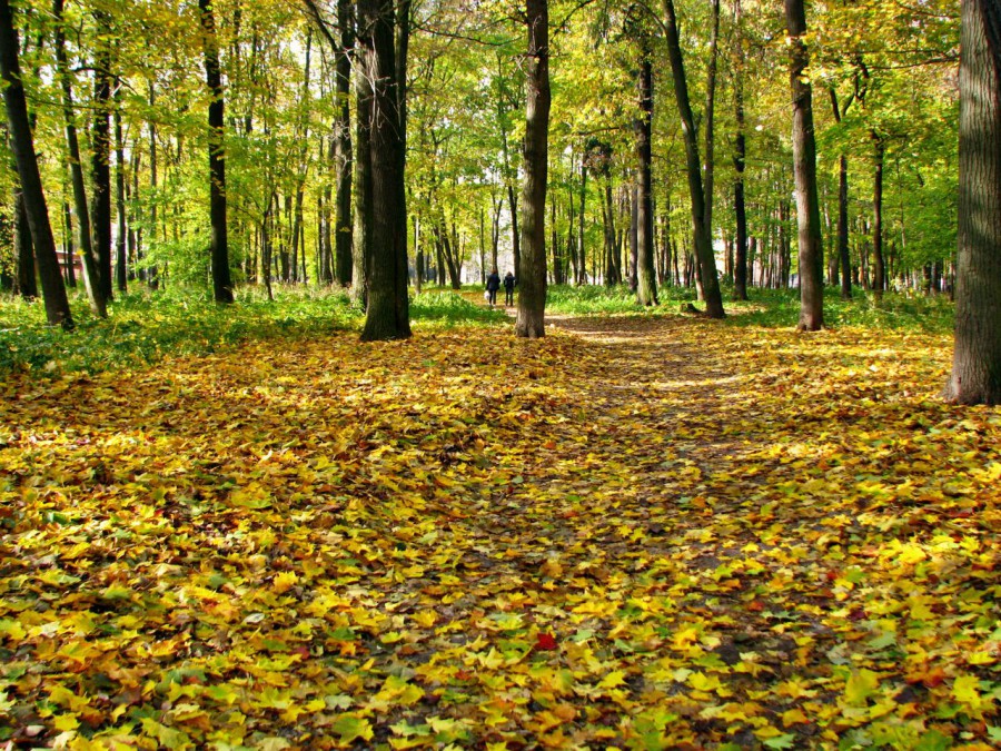 Осень 10. Осень Воскресенск. Воскресенск осенью. Воскресенск природа. Красивая осень в Воскресенске.