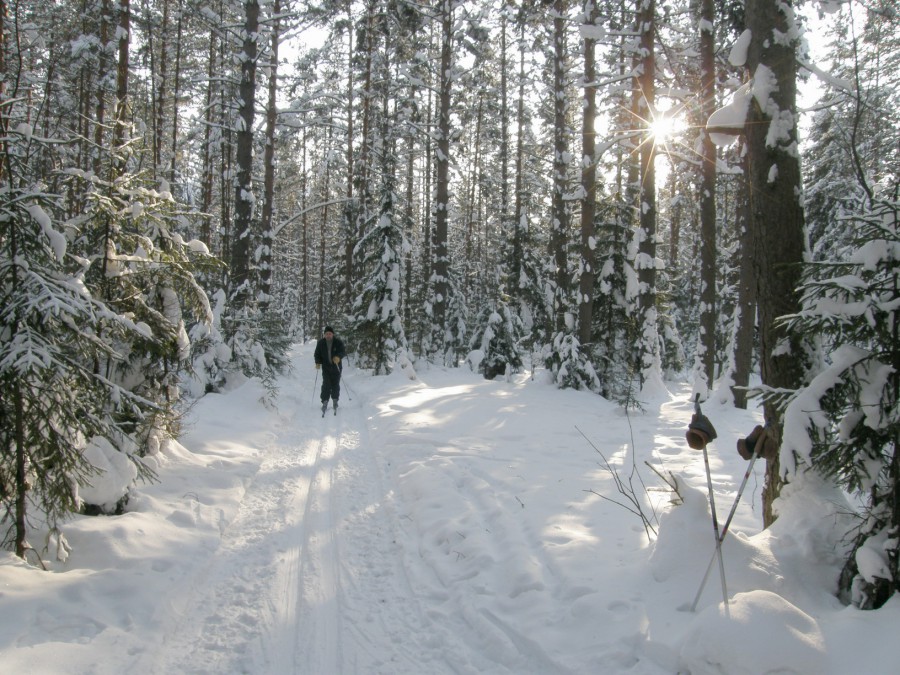 Погода всеволожском. Всеволожск зима. Всеволожск зимой. Зима 2010 года. Всеволожский зимний лес.