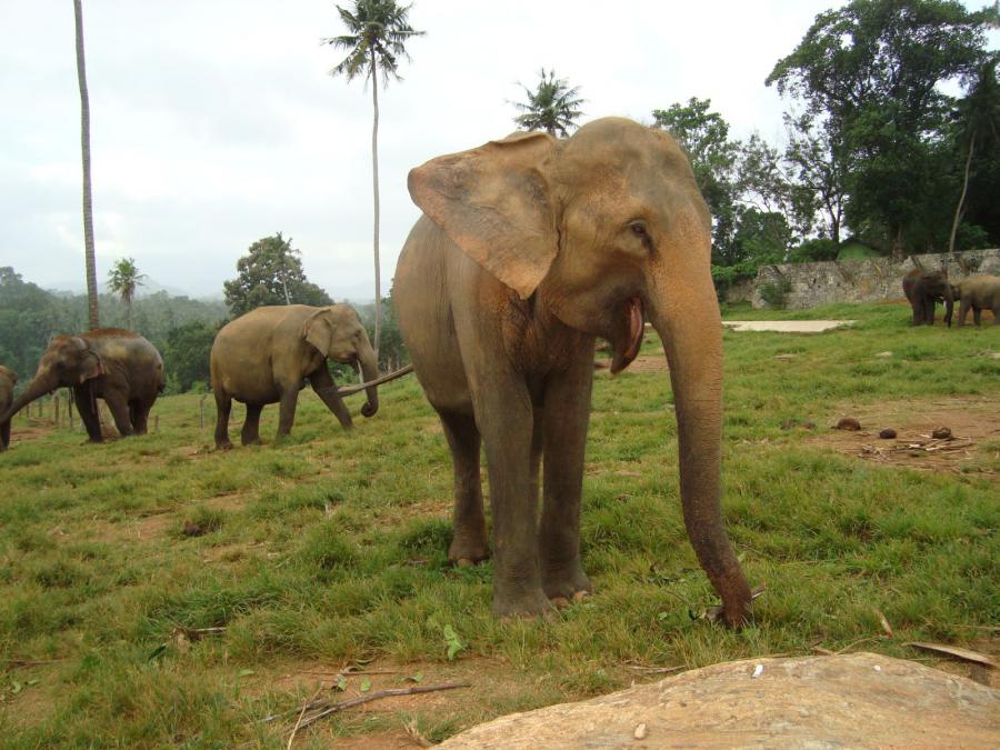 Шри-Ланка - Пиннавела. Фото №23