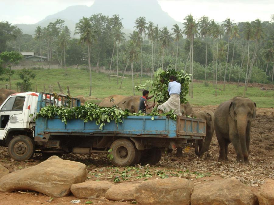 Шри-Ланка - Пиннавела. Фото №24