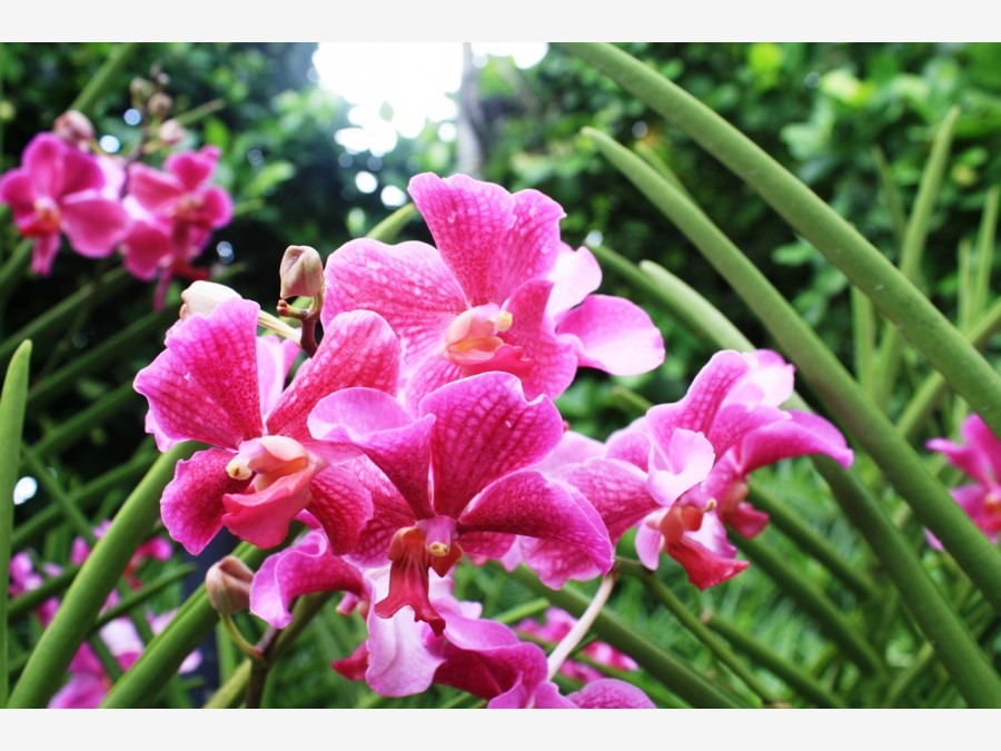 Сингапур - Фото №23