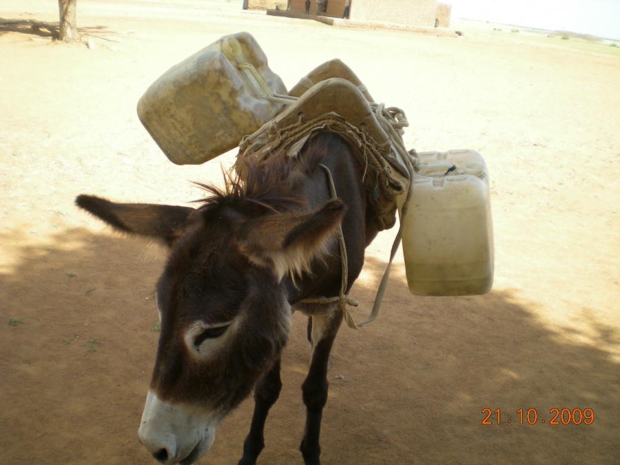 Судан - Медани. Фото №4