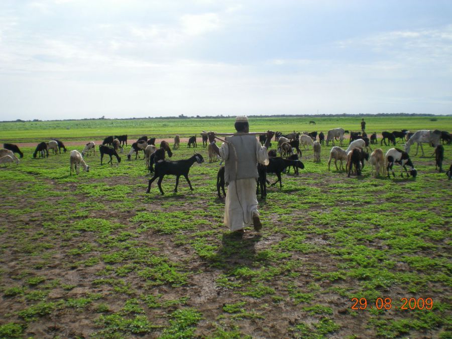 Судан - Медани. Фото №14