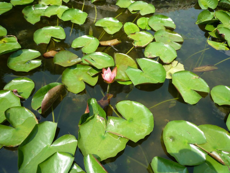 Lotus pattaya