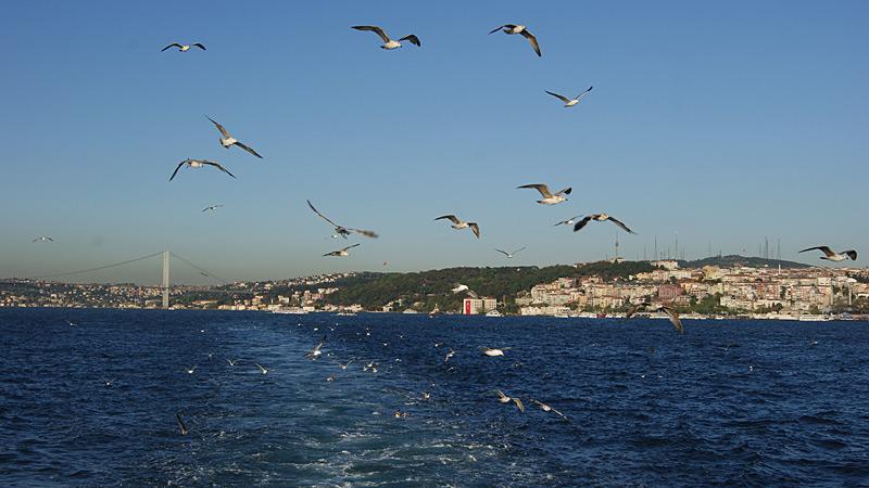 Турция - Стамбул. Фото №13