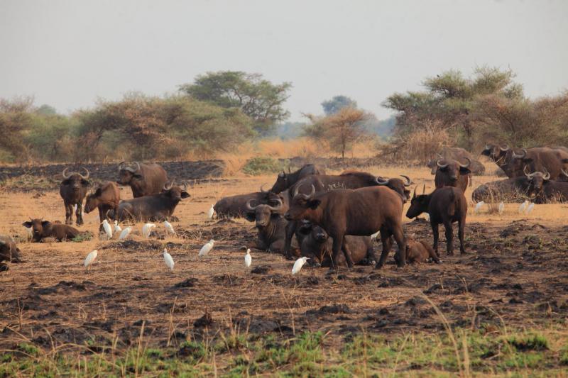 Уганда - Уганда. Фото №18