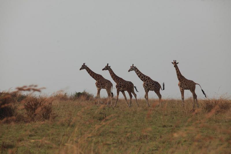 Уганда - Фото №16