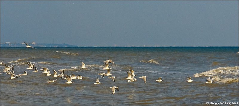 Азовское море - Фото №5