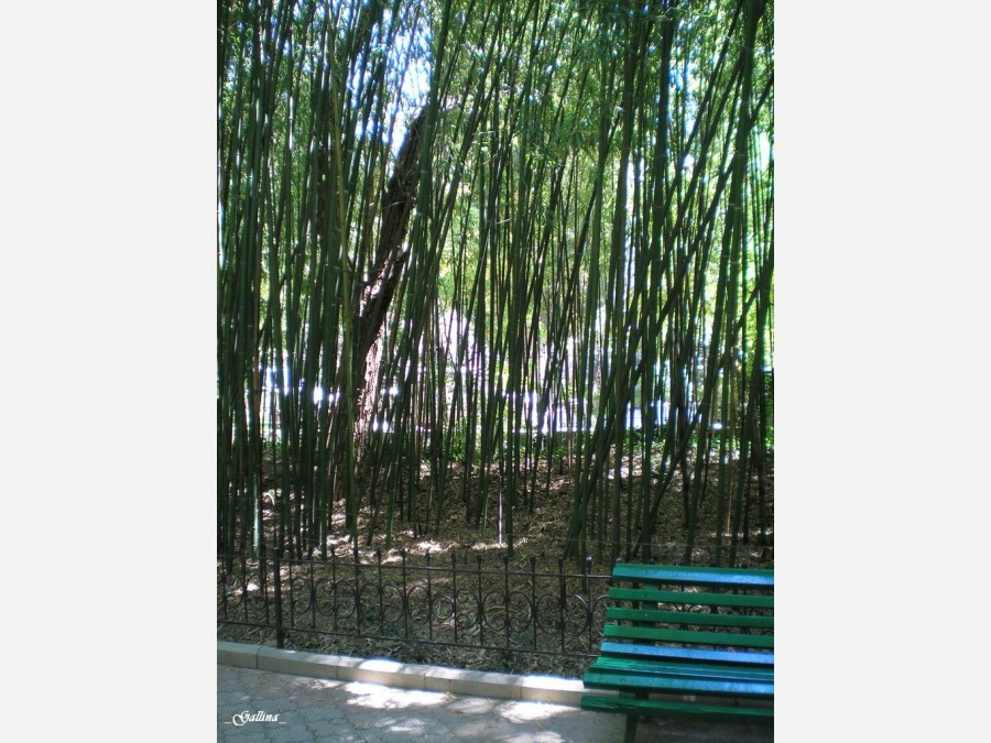 Бамбуковая роща в крыму фото
