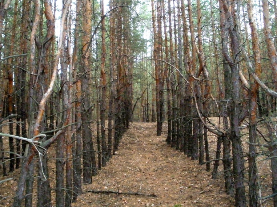 Северодонецкий лес - Фото №4
