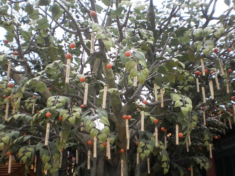 Гонконг - Гонконг. Фото №13