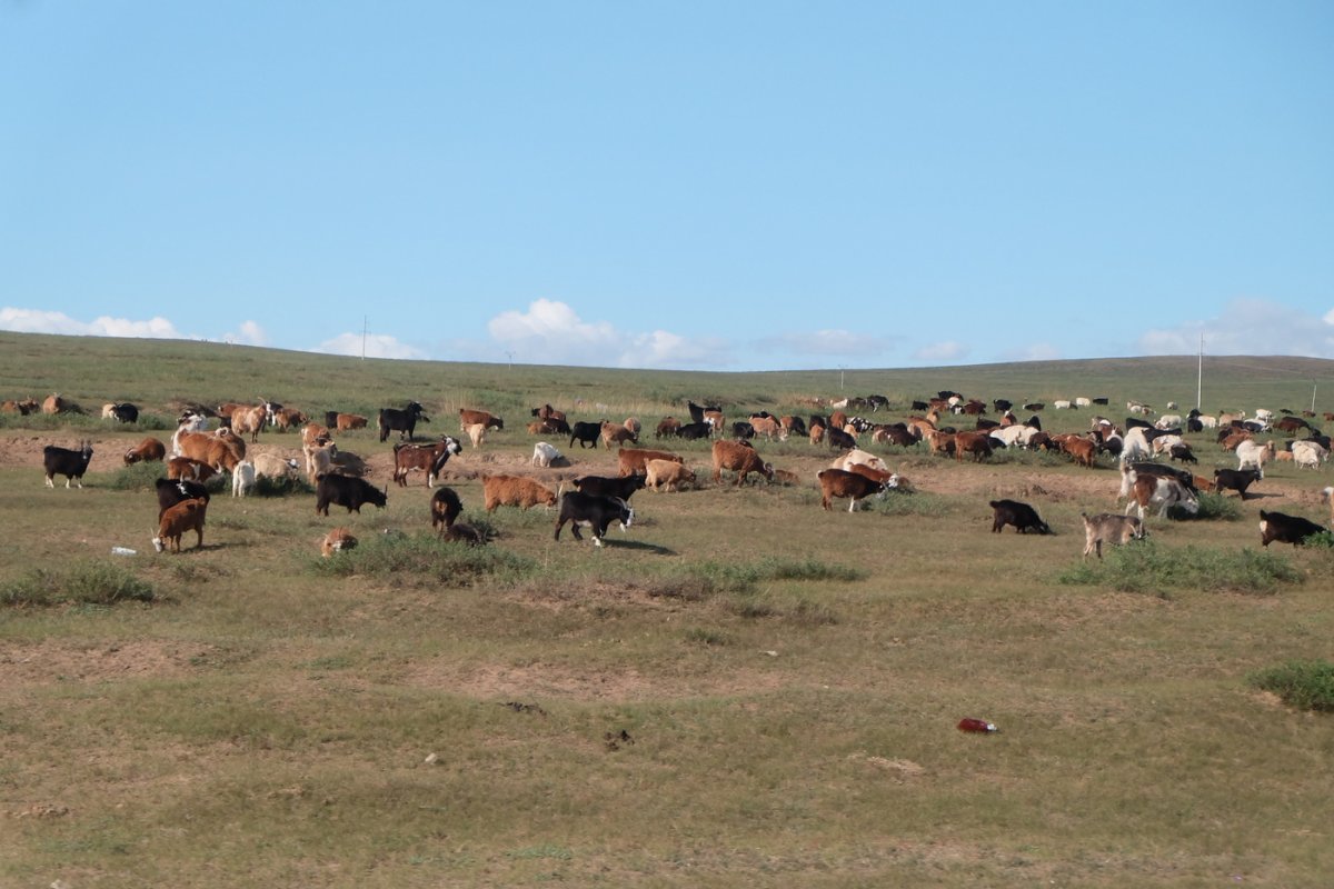 Монголия - Цонжин-Болдог. Фото №27