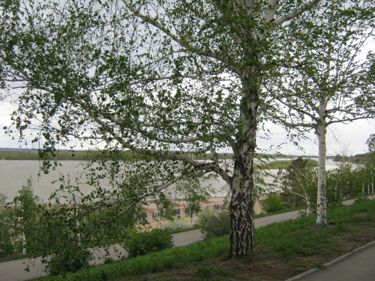 Павлодар. Казахстан - Павлодар. Фото №3