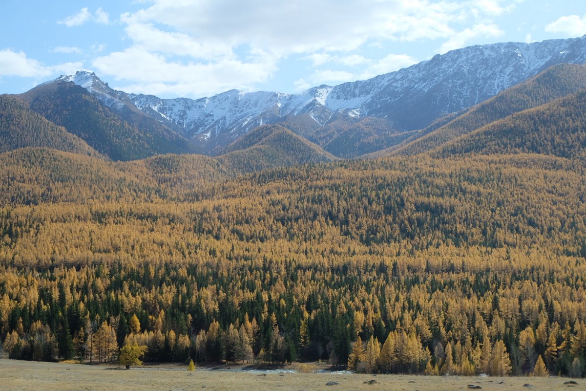 Россия - Алтай. Фото №13