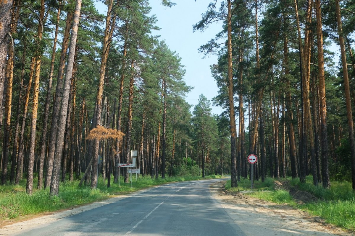 Никольск. Шикарные леса Никольского района Пензенской области. Россия - Никольск. Фото №4