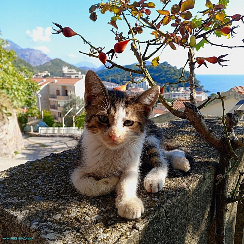 Черногория - Колашин, Подгорица, Петровац. Фото №48