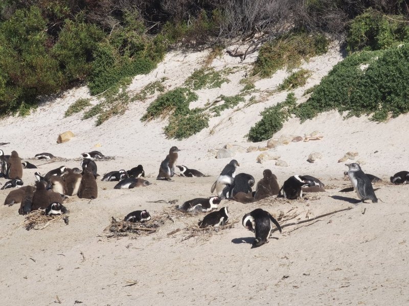 Кейптаун - Фото №21