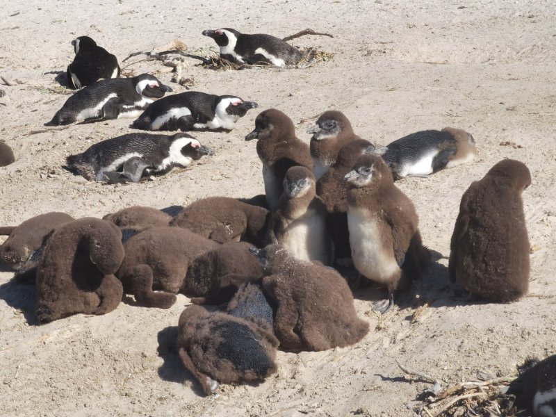 Кейптаун - Фото №22