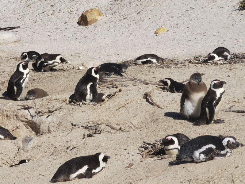Кейптаун - Фото №23