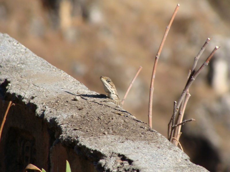 Маникаран, Ревалсар - Фото №28
