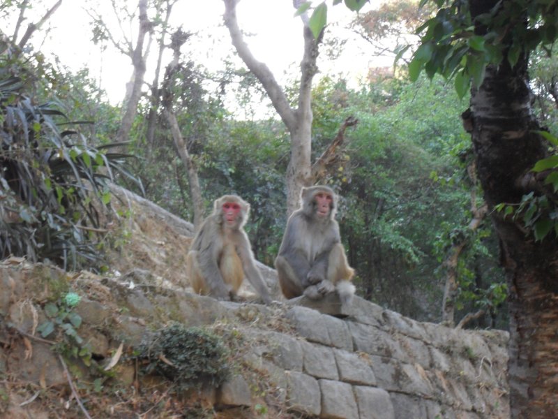 Маникаран, Ревалсар - Фото №39