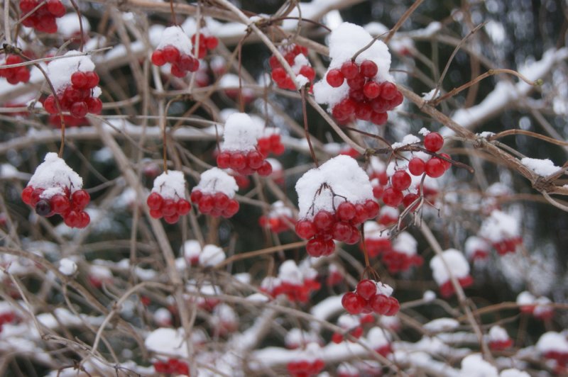 Середниково - Фото №22